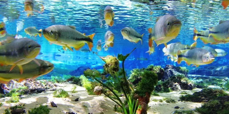 Aquário Natural, Bonito MS: snorkelling at the source of the Baía Bonita