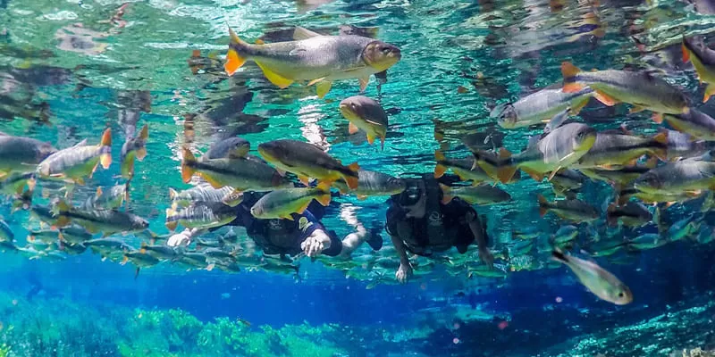 Aquário Natural, Bonito MS: snorkelling at the source of the Baía Bonita