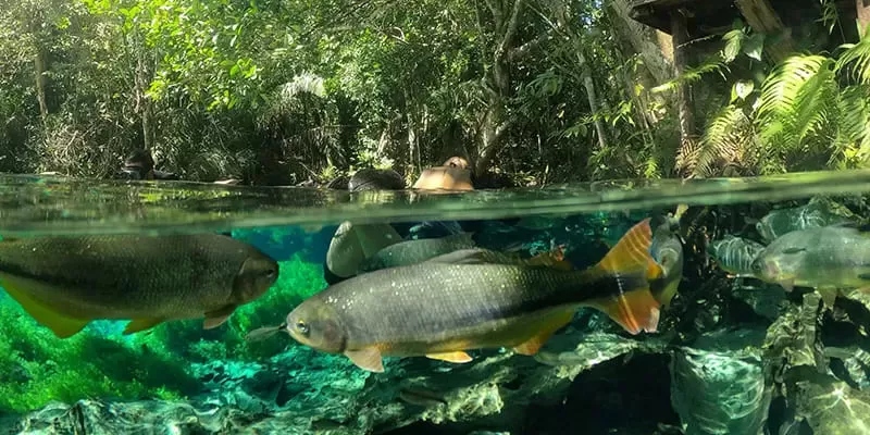 Aquário Natural, Bonito MS: snorkelling at the source of the Baía Bonita