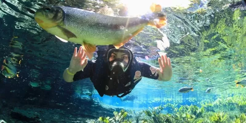 Aquário Natural, Bonito MS: snorkelling at the source of the Baía Bonita