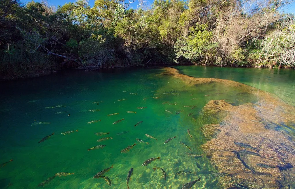 Municipal River Beach, Bonito MS: the public stretch of the Rio Formoso