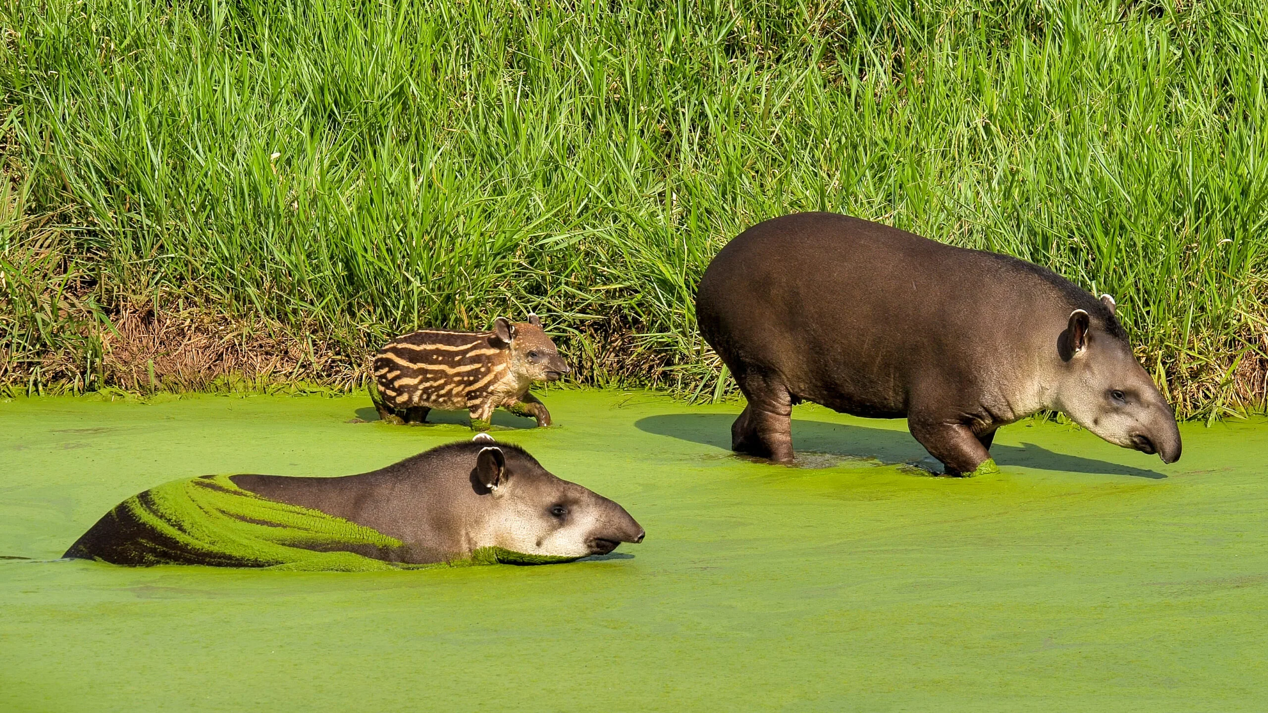 Bio Park Bonito MS: the wildlife of the Pantanal and Bodoquena up close