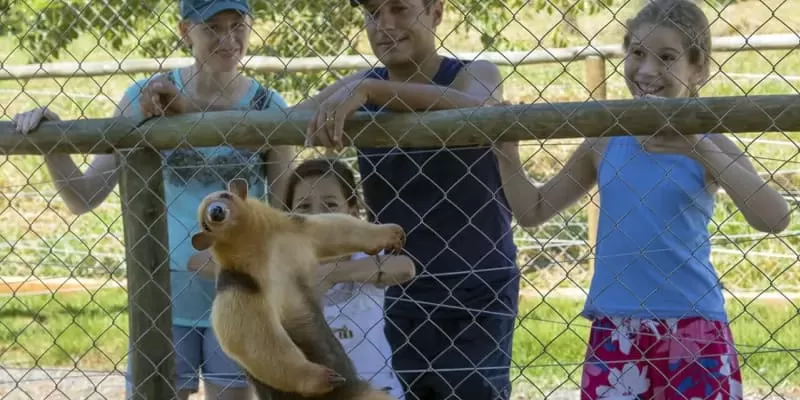 Bio Park Bonito MS: the wildlife of the Pantanal and Bodoquena up close