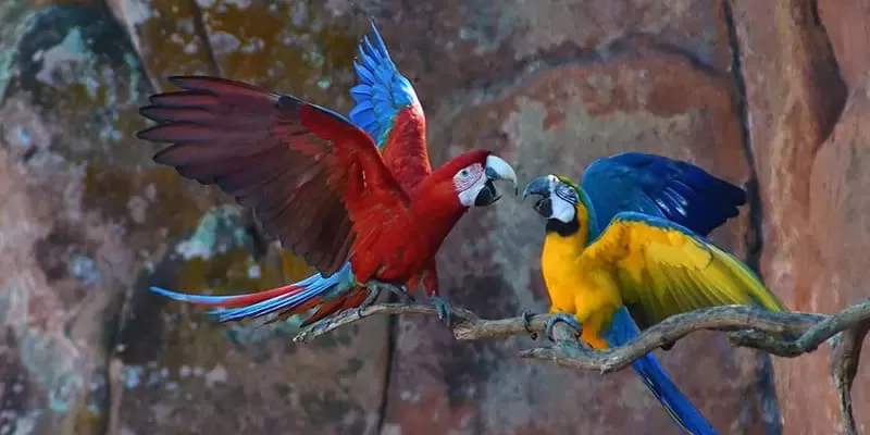 Buraco das Araras, Jardim MS: the sinkhole of the red macaws