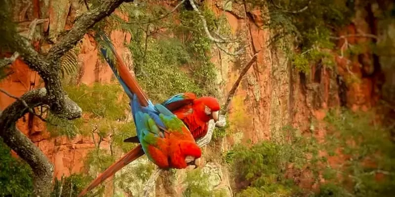 Buraco das Araras, Jardim MS: the sinkhole of the red macaws