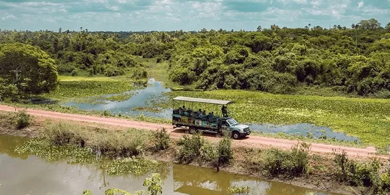 Fazenda San Francisco, Miranda MS: day and night safari in the Pantanal