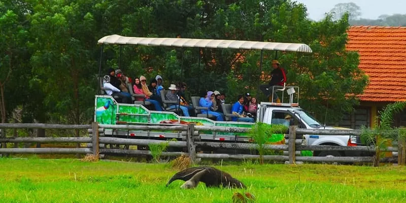 Fazenda San Francisco, Miranda MS: day and night safari in the Pantanal