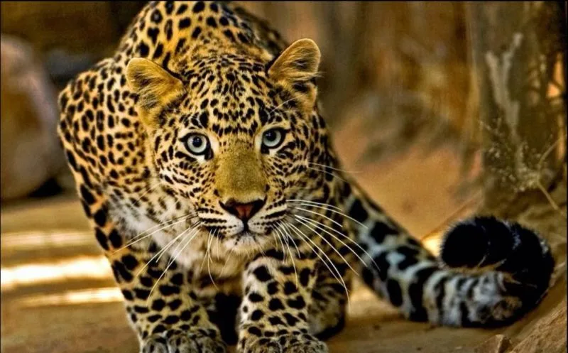 Pantanal de Mato Grosso do Sul: quando ir, como chegar e o que esperar
