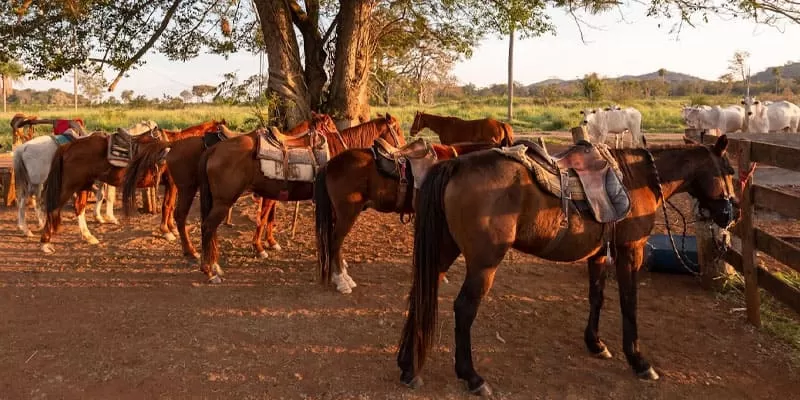 Équitation au Recanto do Peão, Bonito MS : la campagne au rythme de la ferme