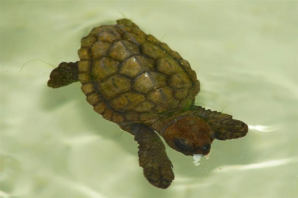 Sea turtle conservation base, Ubatuba, litoral norte de Sao Paulo